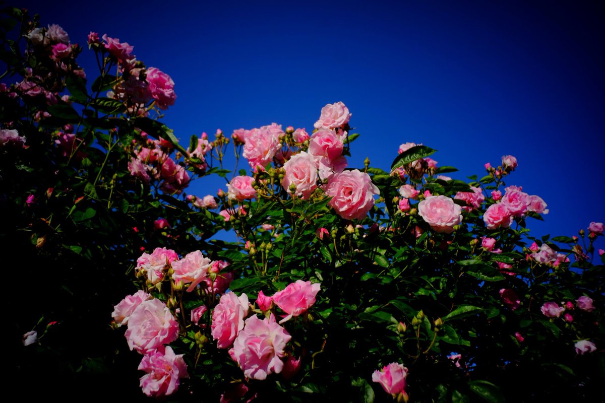 「我が心のDEEP BLUE！」

FUJIFILM X-E2、七工匠18㎜F6.3

#二宮邸バラ園