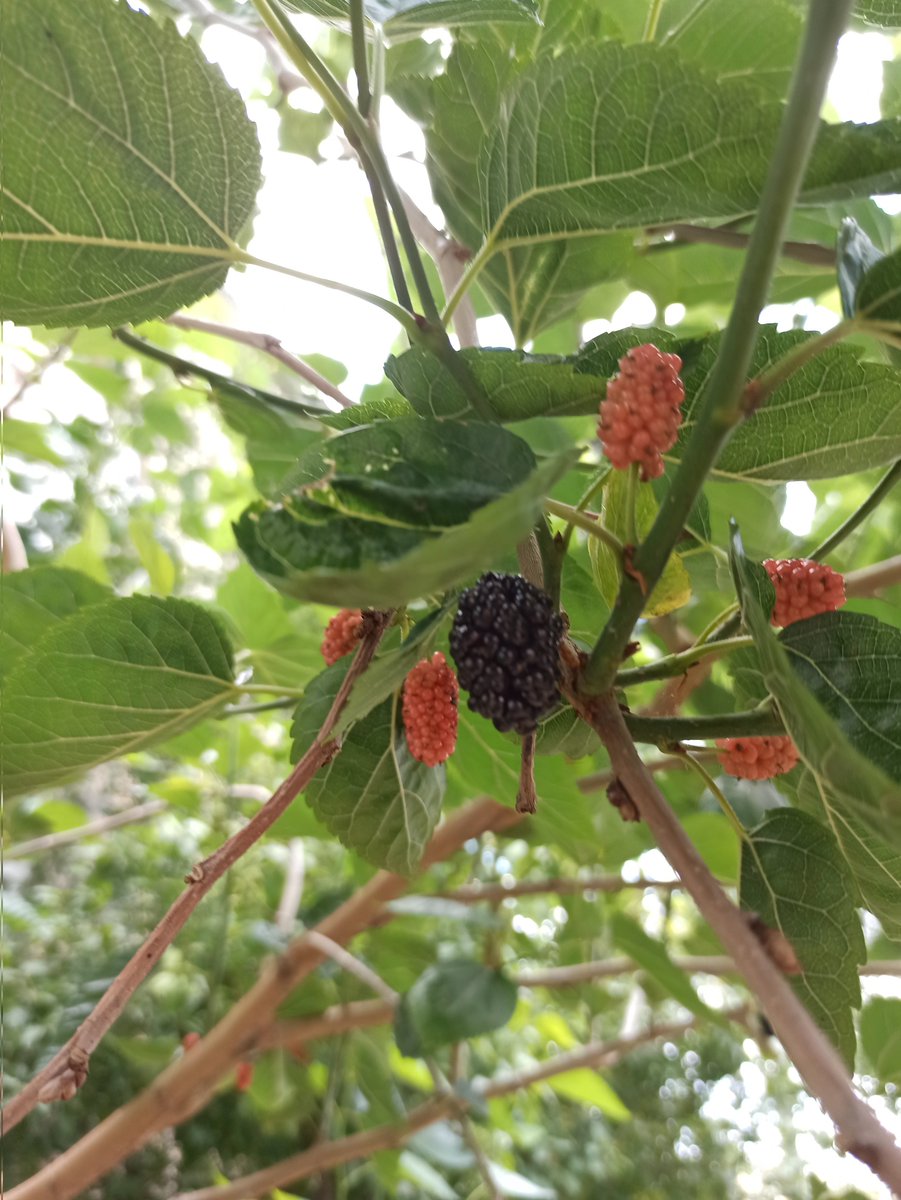 Herkese tatlı bir 🍇🍒 #günaydın #pazar