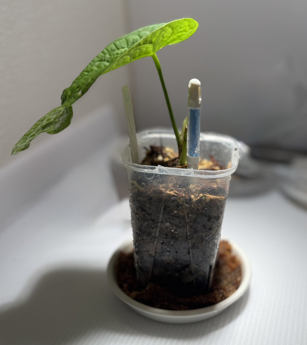 先週の天下一植物界においてUJさんのところにてanthurium rotolanteiをゲットしました🌱
原種アンスリウムハマりそうです😊
アップするの忘れていました😂
初めてUJさんとお話し出来て楽しかったです☺️
次はanthurium antolakiiのカットクローンを買おうかな🤔
#アンスリウム　#観葉植物