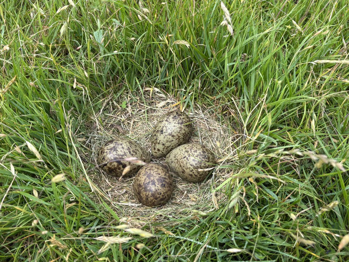 Grinton smallholder (@sharpr1966) on Twitter photo Hiding in plain sight
Waiting game with the evil jackdaws. Hiding in plain sight
Waiting game with the evil jackdaws.