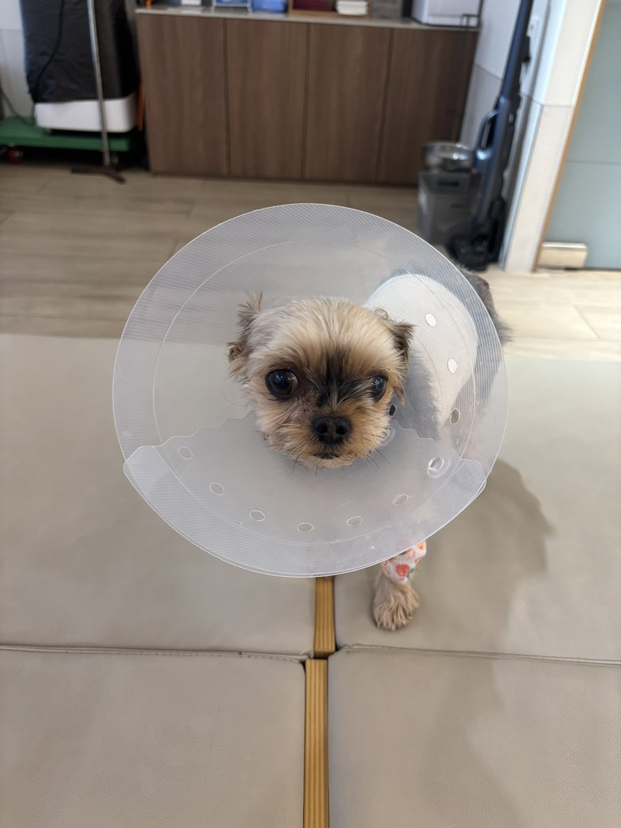 엉덩이 종기 떼는 수술하러 갔다가 비장에 혹을 발견해서 비장까지 뗀 앙리.