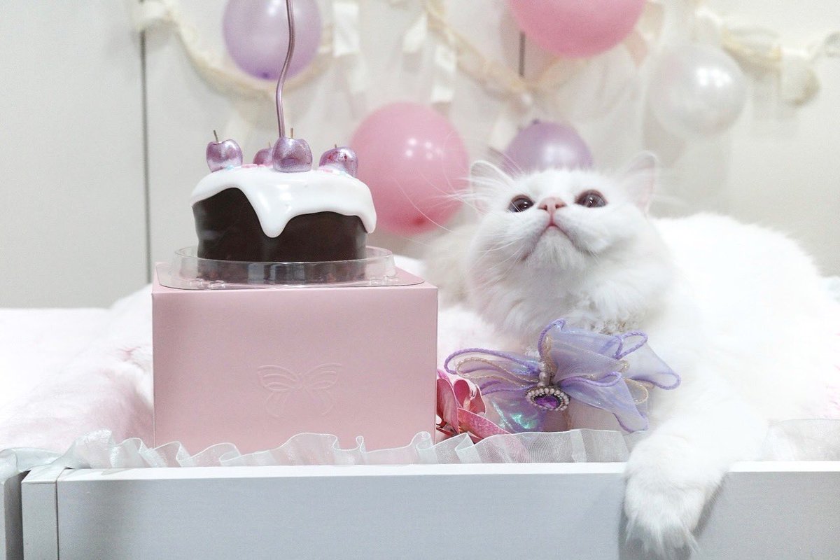 marlowfellow's tweet photo. Happy 2nd birthday to my sweet Seablossom! Keep blooming, little flower 🌸✨
#seablossom🪻

.

#ragdolls #ragdoll #cats #ragdollcat #ragdollsofinstagram #ragdollworld #ragdollcats #ragdollkitten #ragdollthailand #catsofinstagram #ragdolllovers #pleasantcats #แมวอ้วน #แมวน่ารัก https://t.co/bY4haIR66Q