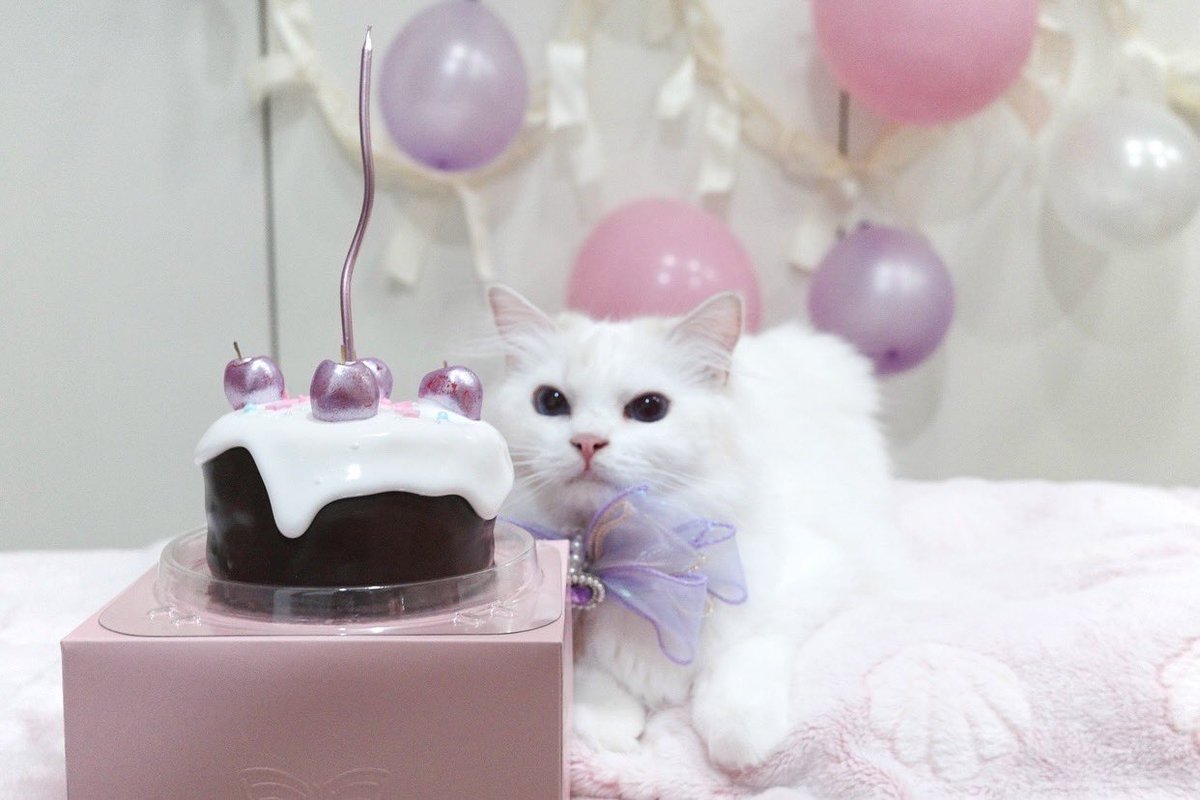 marlowfellow's tweet photo. Happy 2nd birthday to my sweet Seablossom! Keep blooming, little flower 🌸✨
#seablossom🪻

.

#ragdolls #ragdoll #cats #ragdollcat #ragdollsofinstagram #ragdollworld #ragdollcats #ragdollkitten #ragdollthailand #catsofinstagram #ragdolllovers #pleasantcats #แมวอ้วน #แมวน่ารัก https://t.co/bY4haIR66Q