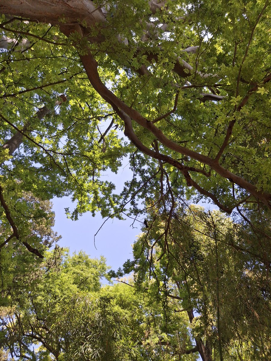 Isabel Abarca tweet media