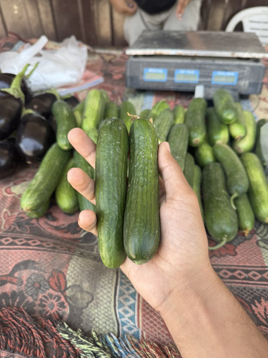 I beg you not to skip🥺
$10 for two cucumbers.
This is Gaza.
We’re not asking for luxury , just the right to survive.
Help us 😭🙏

chuffed.org/project/allam