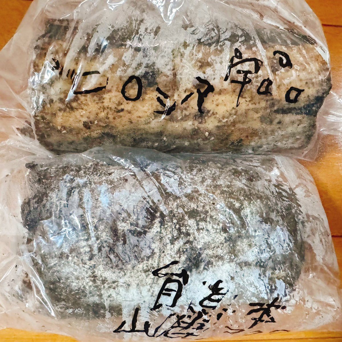 tokuru_M's tweet image. #俺の虫活 #Fortech #コクワ産卵材 #ヒラタ　アマミヒラタRB2♀は充分、幼虫・卵を得たので採卵休止し、大型ケースには小宝島タカラヒラタ2♀を産卵セットし直しました。宇治産コと山鹿産コも産卵痕が多く、材回収を行いました。山鹿産は材交換。弘前・川西WEコは来週材回収します。
もう直ぐ64の日😉