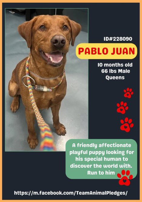 MoishesMom's tweet photo. 🆕Intake• Pablo Juan1️⃣0️⃣Month Baby

🆔2️⃣2️⃣8️⃣0️⃣9️⃣0️⃣Queens ACC

Pablo Juan is a sweet happy Handsome Puppy boy who’s looking for1️⃣loyal 👩 
Will it be🫵🏻• Don’t waste time• Head down to Queens • Adopt Pablo Juan 2️⃣day 🤞🏻🙏🏻 He’ll ♥️ you 4️⃣EVER

1️⃣0️⃣ Month Old Puppy is waiting🤞🏻 https://t.co/jFTng4Asad