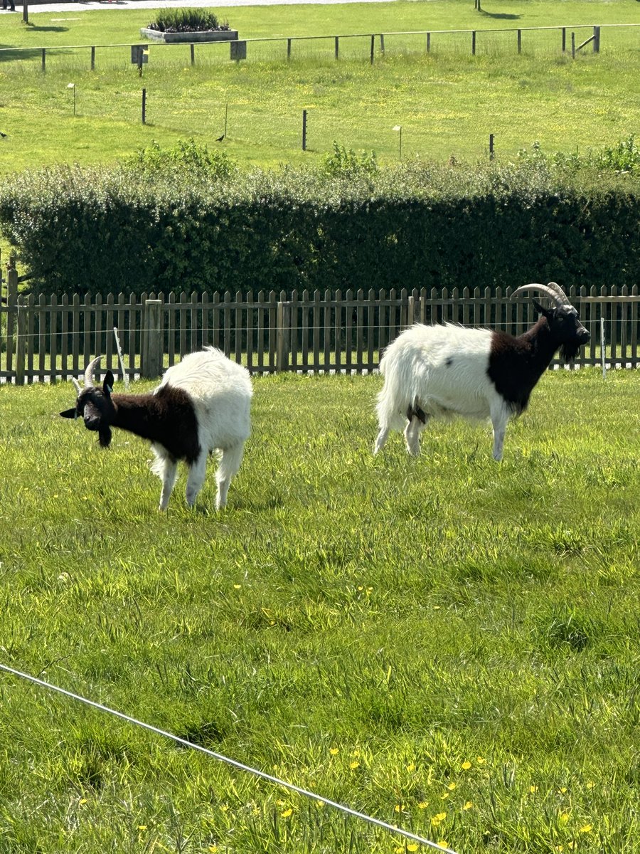 Jackdavidgaming's tweet photo. Spotted van dijk and salah at the zoo glad they’re enjoying their holidays https://t.co/BMfj0MZSwW