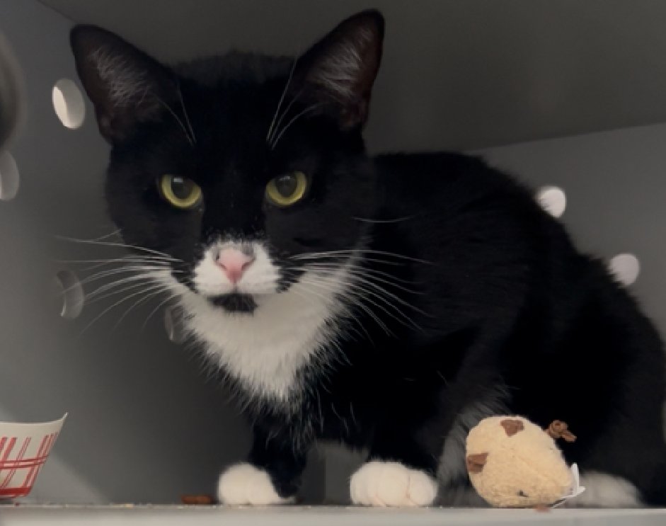 🆘🆘 JUSTICE , 1 YO,  MALE–  IN QUEENS ACC - came into the shelter as an owner surrender on 4/8/2025, with the surrender reason stated as animal behavior - not house trained. 🆘🆘 😿 😿 😿 😿

➡️TBD 6/3/25

➡️ JUST A BABY

➡️ TOO LOW ON PLEDGES TO STIMULATE RESCUE INTEREST

➡️