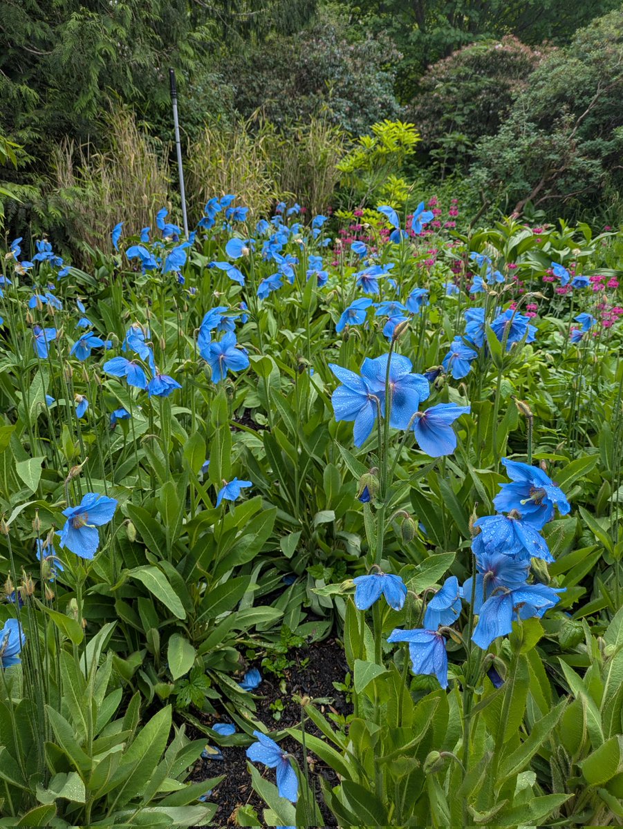 Jeffrey Roe tweet media