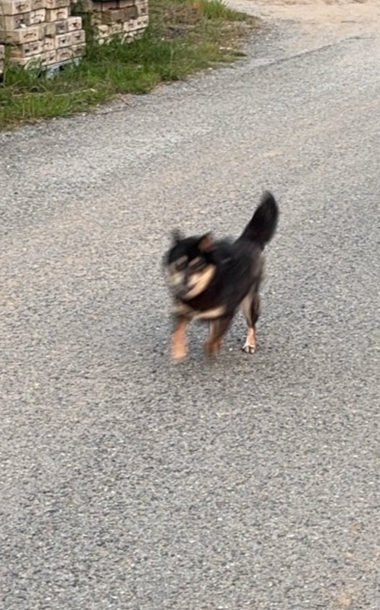 ch_pkmn's tweet image. #あわれ #今日のわんこ