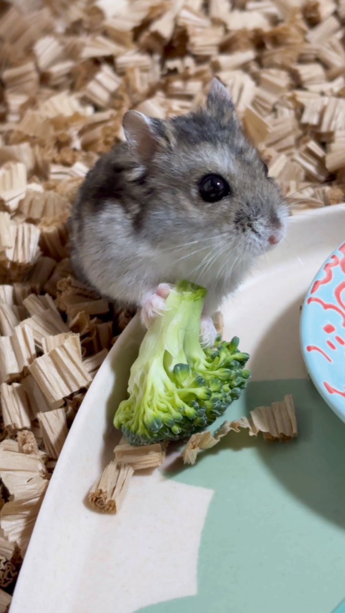 hamhikos's tweet image. (  ⌯&apos; &apos;⌯)  ̖́-

#みく