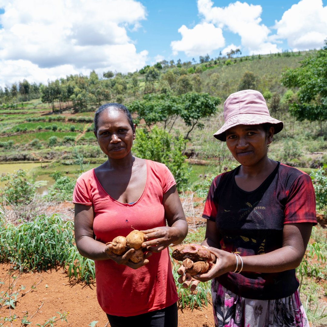 The Crop Trust (@croptrust) on Twitter photo In 2024, the Sweetpotato Project sent 64 landraces from Madagascar & Zambia to <a href="/Cipotato/">International Potato Center</a> for long-term conservation.
Cleaned of diseases, some are prepped for cryopreservation, while healthy vines are returned to farmers to boost yields. 🍠 🔗 buff.ly/bQyTatD In 2024, the Sweetpotato Project sent 64 landraces from Madagascar & Zambia to <a href="/Cipotato/">International Potato Center</a> for long-term conservation.
Cleaned of diseases, some are prepped for cryopreservation, while healthy vines are returned to farmers to boost yields. 🍠 🔗 buff.ly/bQyTatD