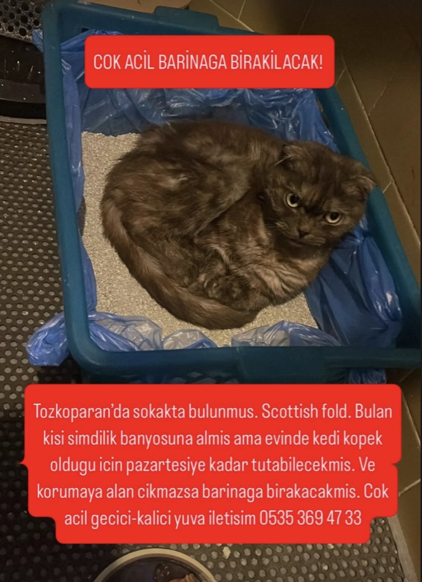 BARINAĞA BIRAKACAKLARMIŞ!! İSTANBUL-GÜNGÖREN TOZKOPARAN'DAYMIŞ!! LÜTFEN ACİL KORUMAYA ALACAK BİRİ YA DA YUVA!! 🆘🆘🆘
0535 369 47 33