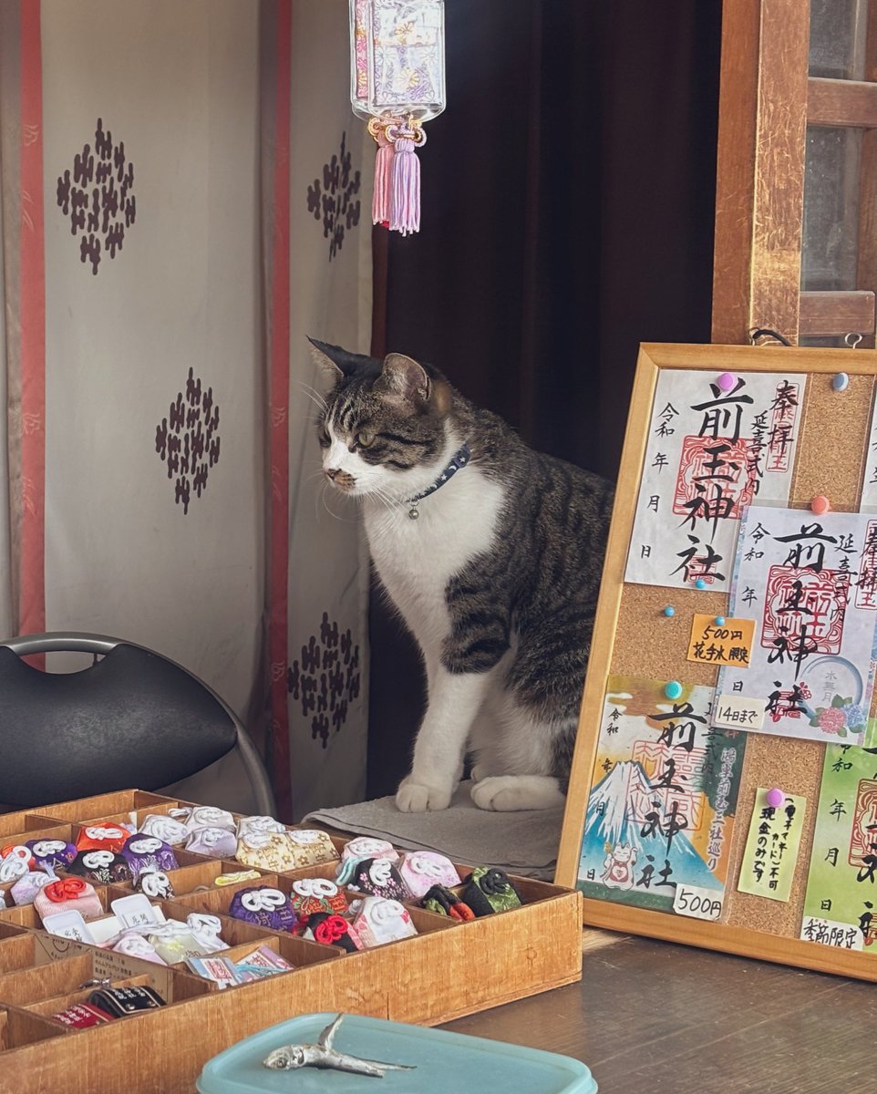 fuponeko's tweet photo. 10年かけて御朱印帳が1冊埋まったので、埼玉県にあるさきたま古墳公園のすぐ近く、前玉神社で新しい御朱印帳を手に入れました🐈
看板猫のてんとさくらにも会えた〜❤️
神社のお隣、金沢製菓で買ったねこもなかは、これからいただきます！ https://t.co/FeVOkXyVeI