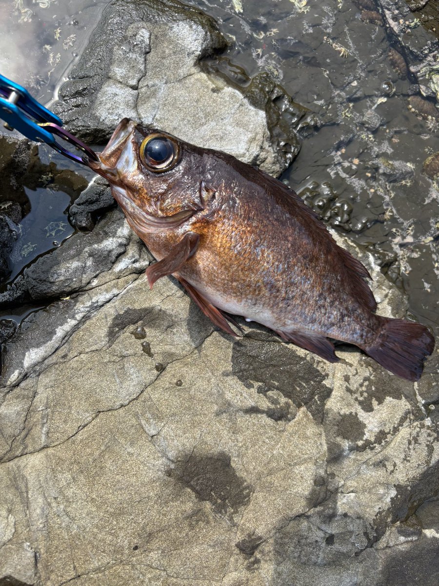 今日神奈川に釣りに行ってきました！

朝、国府津に行きワカシが爆釣れ！
2人で40匹程🐟
持ち帰りは5匹！

帰りに江ノ島に行きメバルゲット！