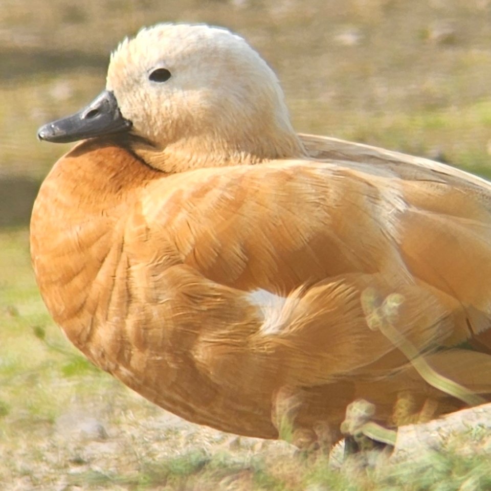 A bit of urban birding in London yesterday afternoon - not much at Wanstead Flats besides the dodgy Ruddy Shelduck at Alexandra Lake (digibinned) but East India Dock had 6 Shelducks, Common Terns, a GBBG and a Reed Warbler. Ring-necked Parakeets and Egyptian Geese everywhere.