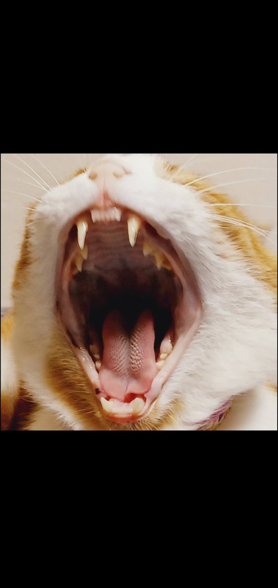 ボン(´ω`)クレー (@speeddemonstai1) / Posts / X