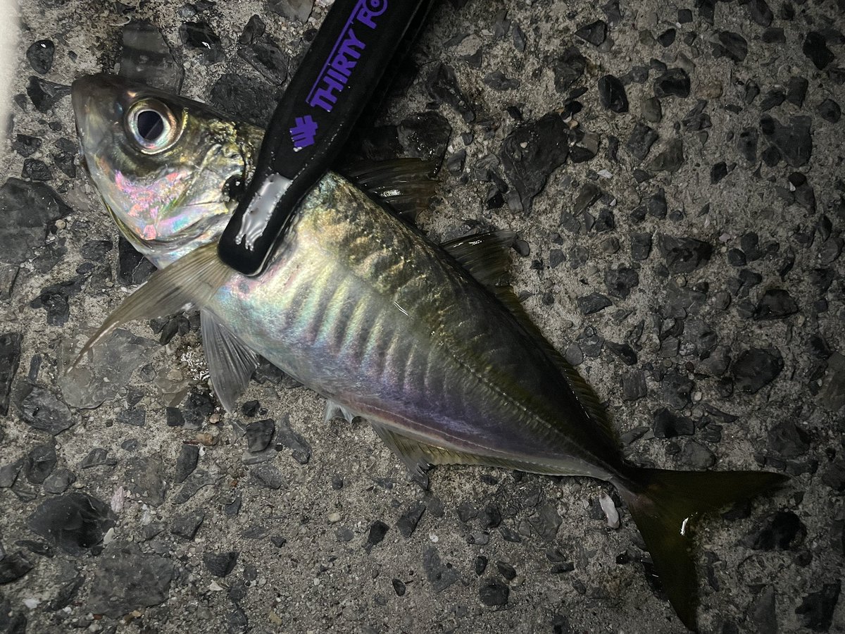 OkacchiAjinng's tweet photo. 久しぶりのアジング🎣
一晩中楽しめた〜🎣
#thirty34four
#サーティフォーフィールドモニター
# https://t.co/G3IBDTnoPF