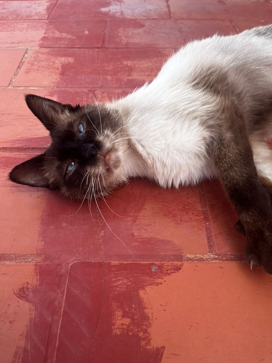 SilviaMylo's tweet photo. Se lo encontró un chico está hecho polvo, se cree que fue abandonado 😞
Ahora está en una clínica y han visto que la anemia es porque tiene leucemia 💔
Buscan un gato sano que pese más de 4 kilos para hacerle una transfusión 🙏
El chico se va en breve a Brasil y no lo puede tener 😢
Por qué tanta tristeza, por qué una criatura inocente que no ha hecho daño a nadie se ve así??
No sé que puedo decir o hacer, es tan triste, tan infinitamente triste 😢 💔
Qué va a ser de él? 😢 🙏
Pueblo de Cádiz
+34 633 91 13 90