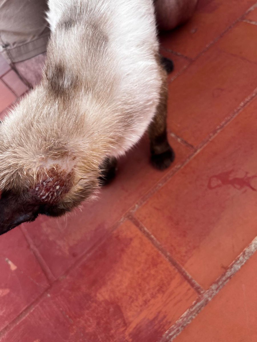 Se lo encontró un chico está hecho polvo, se cree que fue abandonado 😞
Ahora está en una clínica y han visto que la anemia es porque tiene leucemia 💔
Buscan un gato sano que pese más de 4 kilos para hacerle una transfusión 🙏
El chico se va en breve a Brasil y no lo puede tener