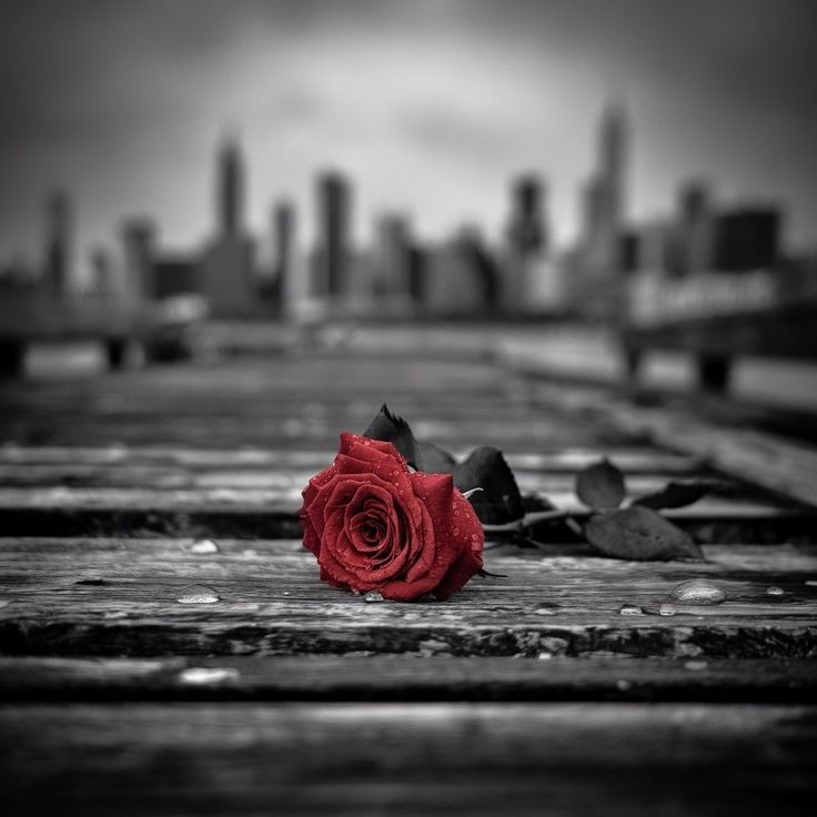 Apa kamu lupa
BAHWA HATI YANG SEMBUH ❤
BISA JUGA BERUJUNG KAMBUH 💔