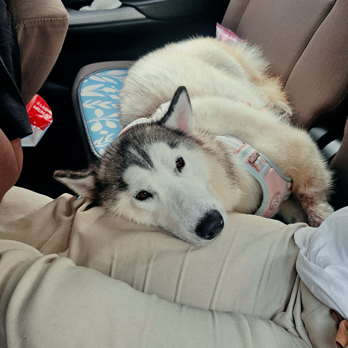 fannysoegi's tweet photo. Henlooo namaku Sydneyy 🐾🤍 https://t.co/k9h4KQU78H