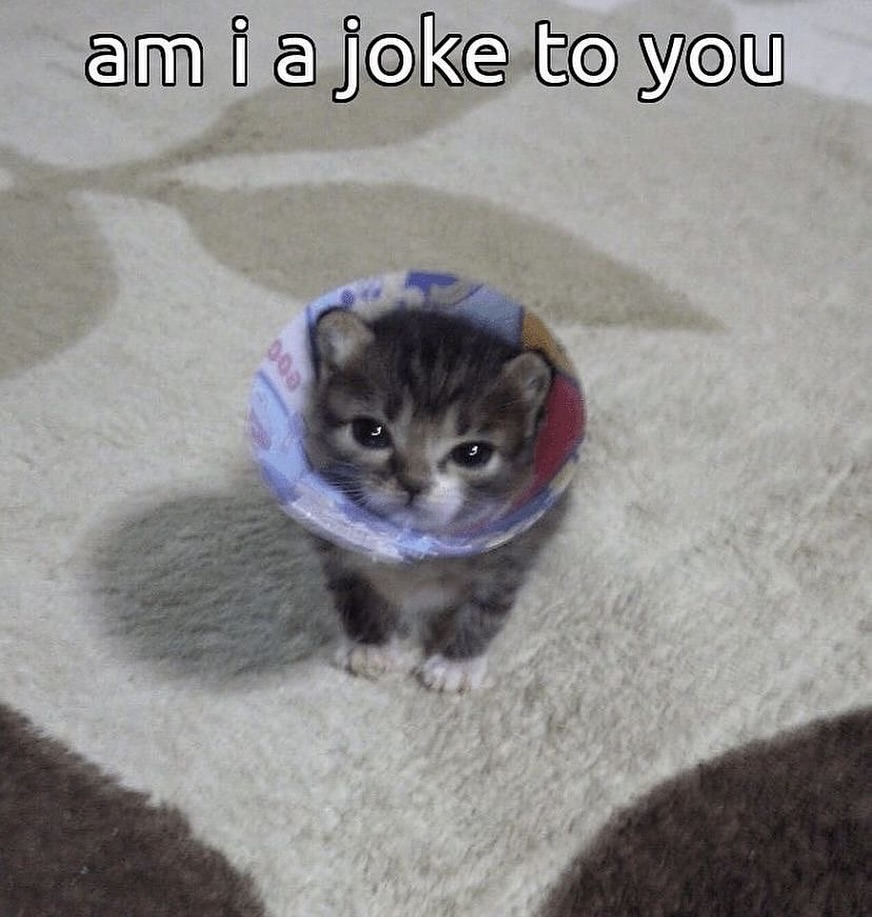 Catsillyness's tweet photo. am i 🥺 https://t.co/2ShDW2hQB9