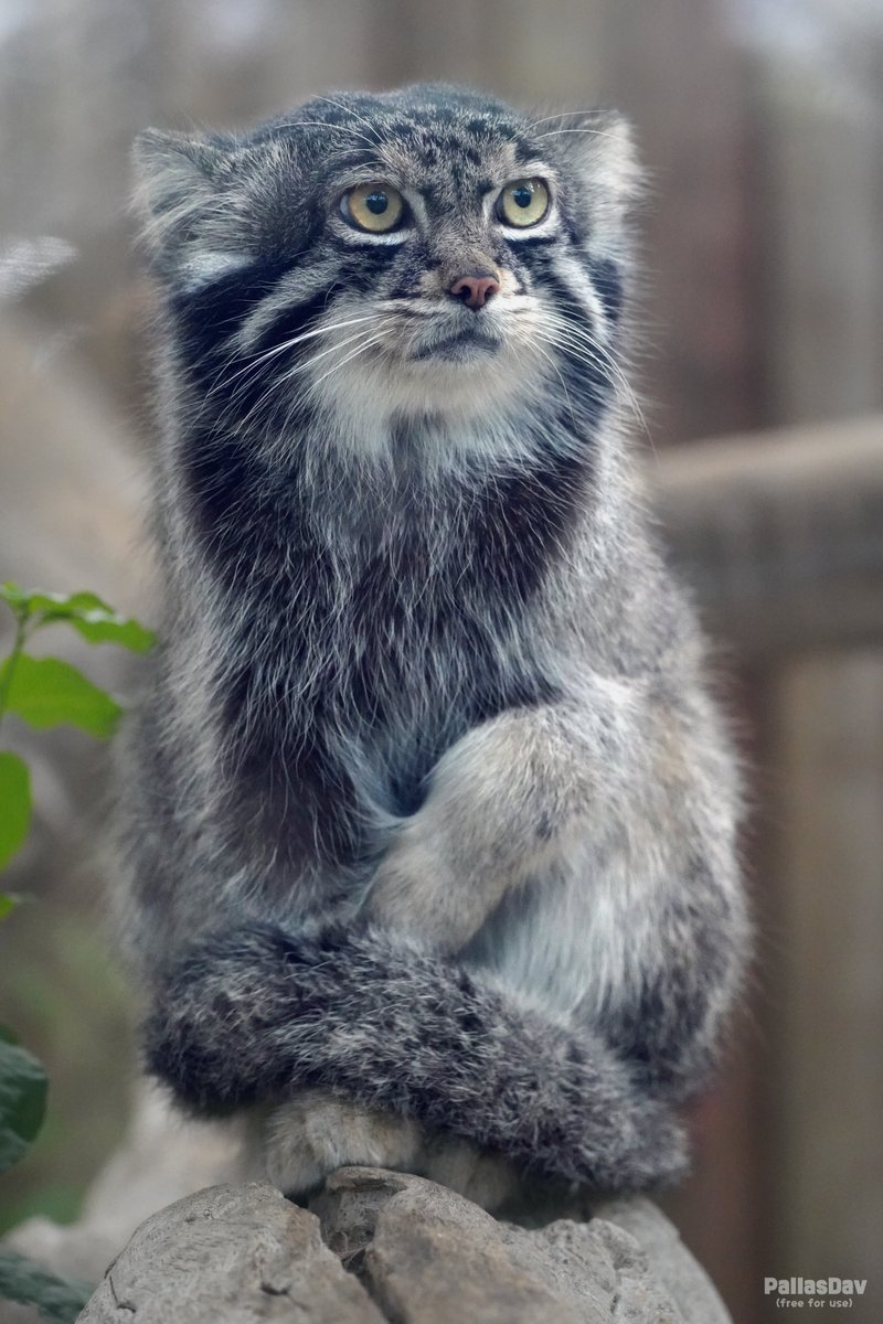 I hope Nar gets reunited with Az some day 💜