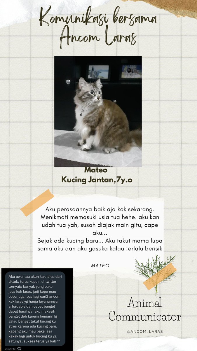 ancom_laras's tweet photo. Yuk denger apa yang mau Mateo  omongin ke pawrentsnya semenjak ada kucing baru...

Mau tau juga perasaan kucingmu? Yuk DM aja! 
#ancom #animalcommunicator https://t.co/iyb9mntNqW