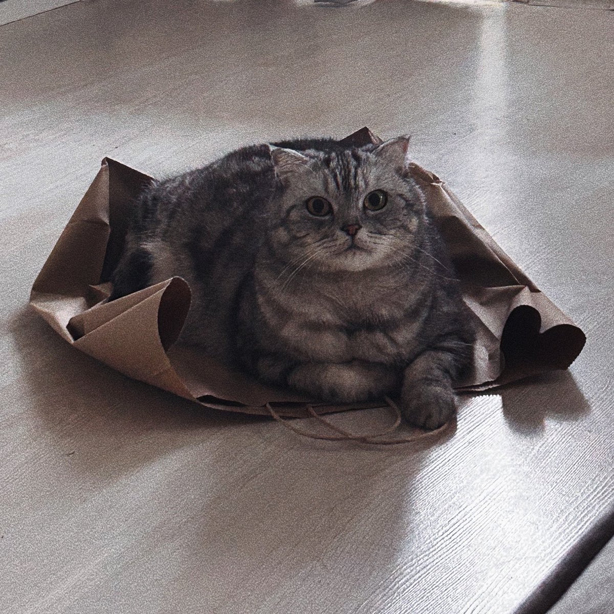 это Искра сложила сердечко из пакета и напоминает вам про мой тг-канал 🐥 

t.me/+vkQL5TVgT6xhN…