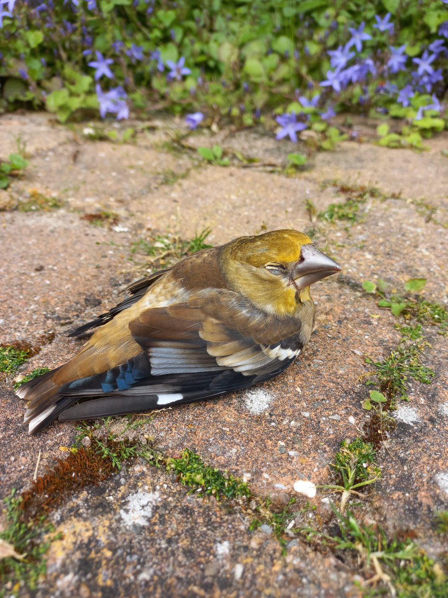 LageLinde's tweet photo. Al vroeg een bezoeker op ons #rustpunt. Na een half uurtje tot rust gekomen kon deze #appelvink zijn weg naar weer vervolgen.
#vogelbescherming
#waarneming.nl https://t.co/ZwRuU8ICOz