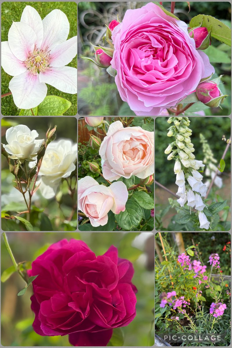 It’s the end of #NoMowMay and lots of choice for #SevenOnSunday! Have a lovely day all 🩷🌸🌹🧡#mygarden #GardeningX