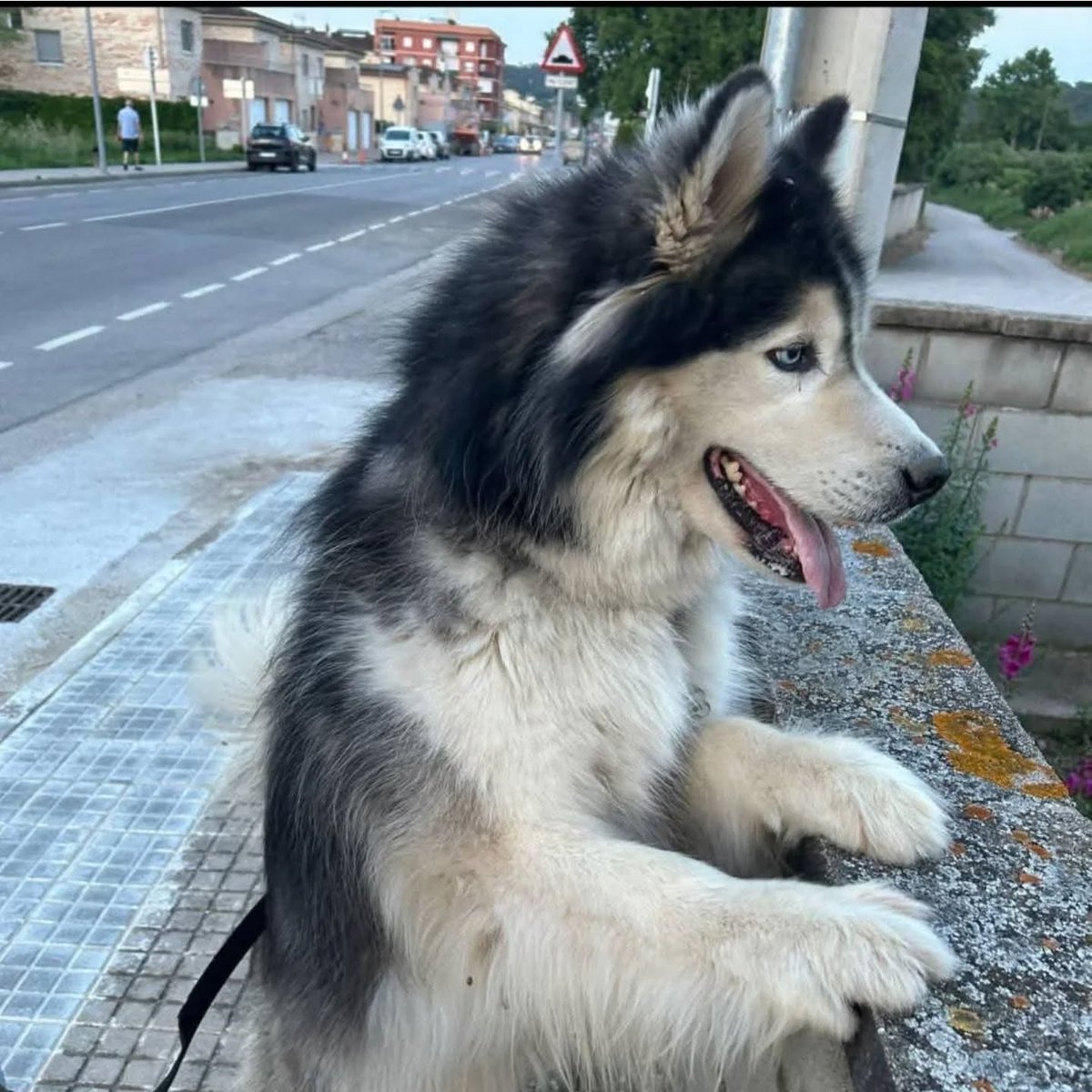 #Catalunya
Contacto; 630 44 98 83

Este precioso Husky de 7 años, busca hogar. 

Se lleva bien con personas y sobre todo con niños, pero necesita poder salir a la naturaleza y adiestramiento positivo para corregir tirones de correa por ansiedad a salir a explorar. 
Está