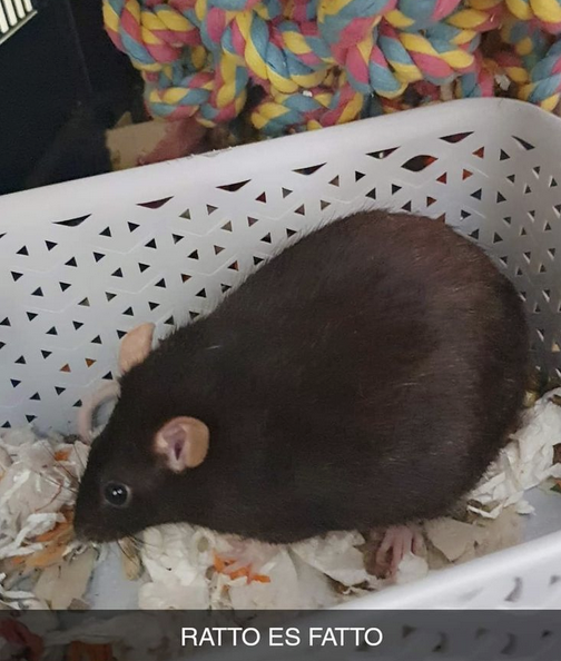 le plumpy