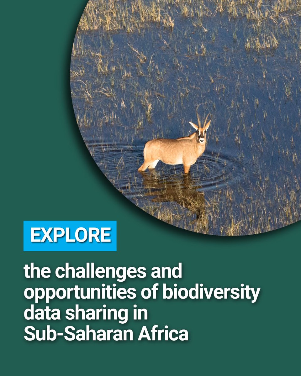 UNEP-WCMC (@unepwcmc) on Twitter photo Our report with <a href="/miljodir/">Miljødirektoratet</a>, “Unlocking biodiversity data sharing in Sub-Saharan Africa: Overcoming barriers and enhancing collaboration”, explores challenges of acquiring and using biodiversity data and recommends how to address them.
Full report: tinyurl.com/ajkc5d3s Our report with <a href="/miljodir/">Miljødirektoratet</a>, “Unlocking biodiversity data sharing in Sub-Saharan Africa: Overcoming barriers and enhancing collaboration”, explores challenges of acquiring and using biodiversity data and recommends how to address them.
Full report: tinyurl.com/ajkc5d3s