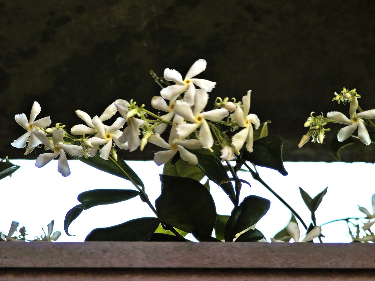 El jazmín florecido se abre paso por dónde puede . #jazmin #flores #perfume #hacerfotos