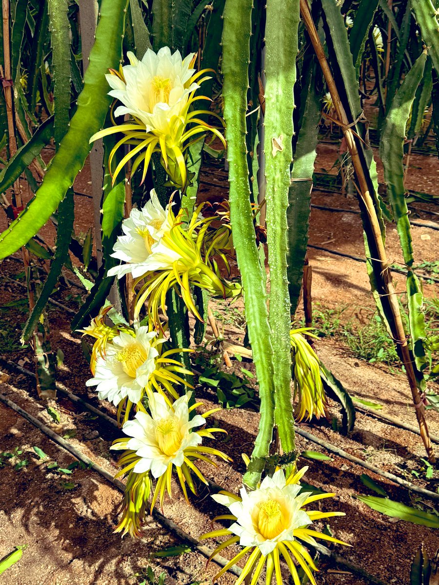 gapseracilarkop's tweet photo. 🌵Şanlıurfa’da tropikal rüzgarlar esiyor!
Yeni sezonun başlamasıyla birlikte pitaya (ejder meyvesi)çiçek açtı🌸
4 yıl önce toprakla buluşan fideler, bu yıl ilk kez tam verime ulaşıyor. GAP Seracılar Kooperatifi Başkanı Erdal Yavuz: “Bu sezon rekor verimi bekliyoruz @hasansildak https://t.co/k9CpaSYuBK