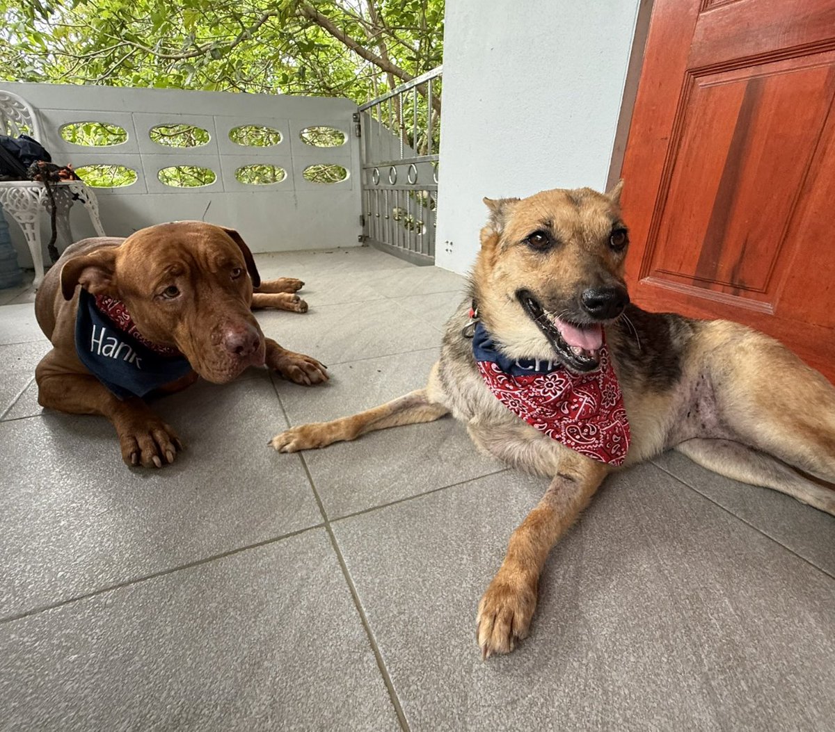 best dog content (@bestdogcontent) on Twitter photo <a href="/NiallHarbison/">Niall Harbison</a> Hank isn’t just a survivor—he’s a healer. The dogs he’s helped… the lives he’s touched…That's everything. ❤️ <a href="/NiallHarbison/">Niall Harbison</a> Hank isn’t just a survivor—he’s a healer. The dogs he’s helped… the lives he’s touched…That's everything. ❤️