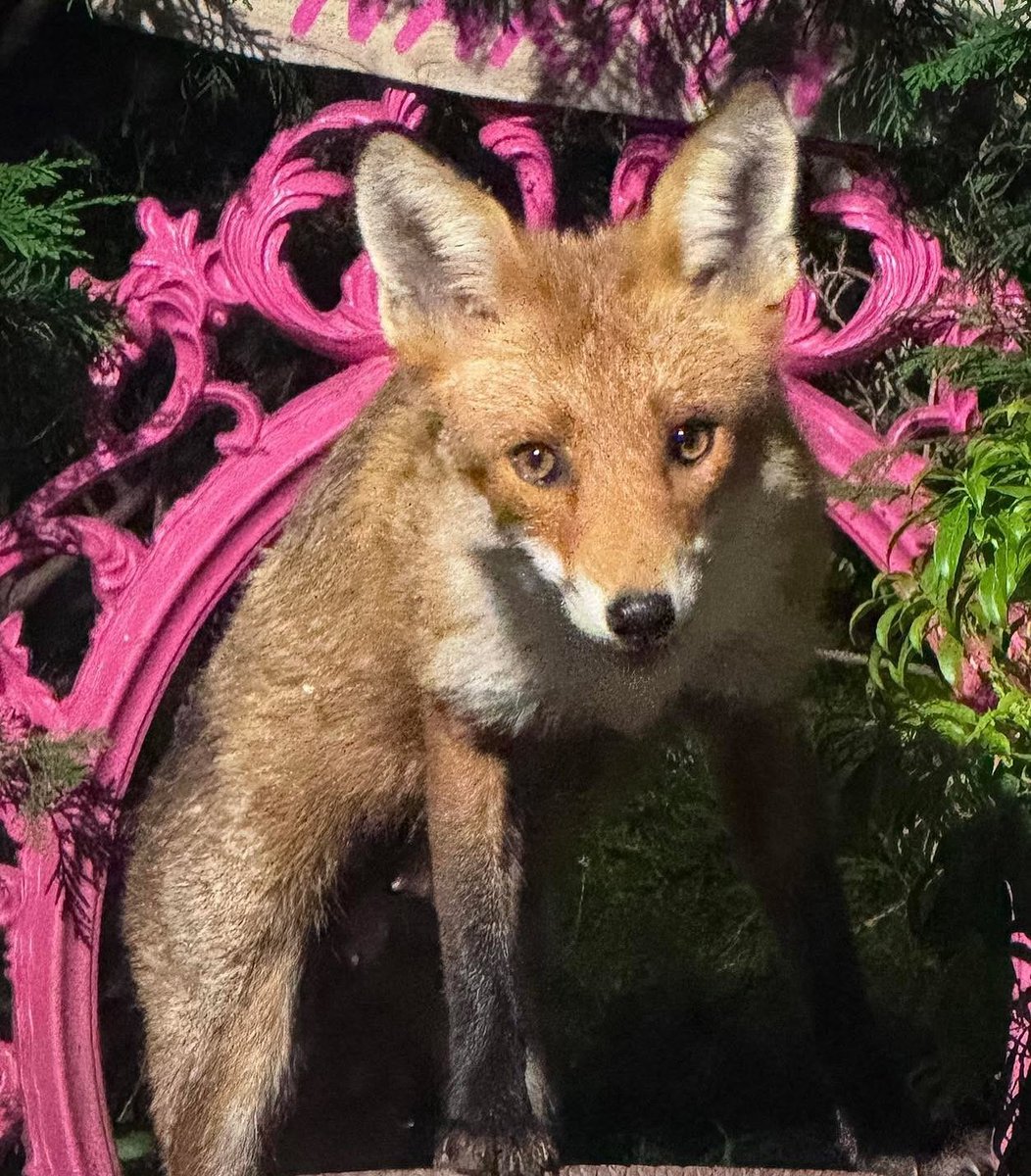 LumpyandFriends's tweet photo. How can anyone look into the eyes of a beautiful animal such as Pumpkin and not see a soul! Persecuted beyond belief but safe here in Narnia 🦊🐾🐾❤️
Please support us….It's the first of June and it’s our one day £1 fundraiser day, where we ask each of our supporters to donate £1 or whatever they can afford, to help towards our efforts. We have over 300,000 followers on the page, so if a fraction of that donated just £1  it would be amazing.
Thank you all for your continued support as always you are amazing 🙏🦡🦊🐾🐾❤️

You can donate via PayPal or card here in this link. 

Thank You 🙏 
 https://t.co/ZeWLBRVOX1

https://t.co/pyC5gb7HHy
Thank you 🙏
￼