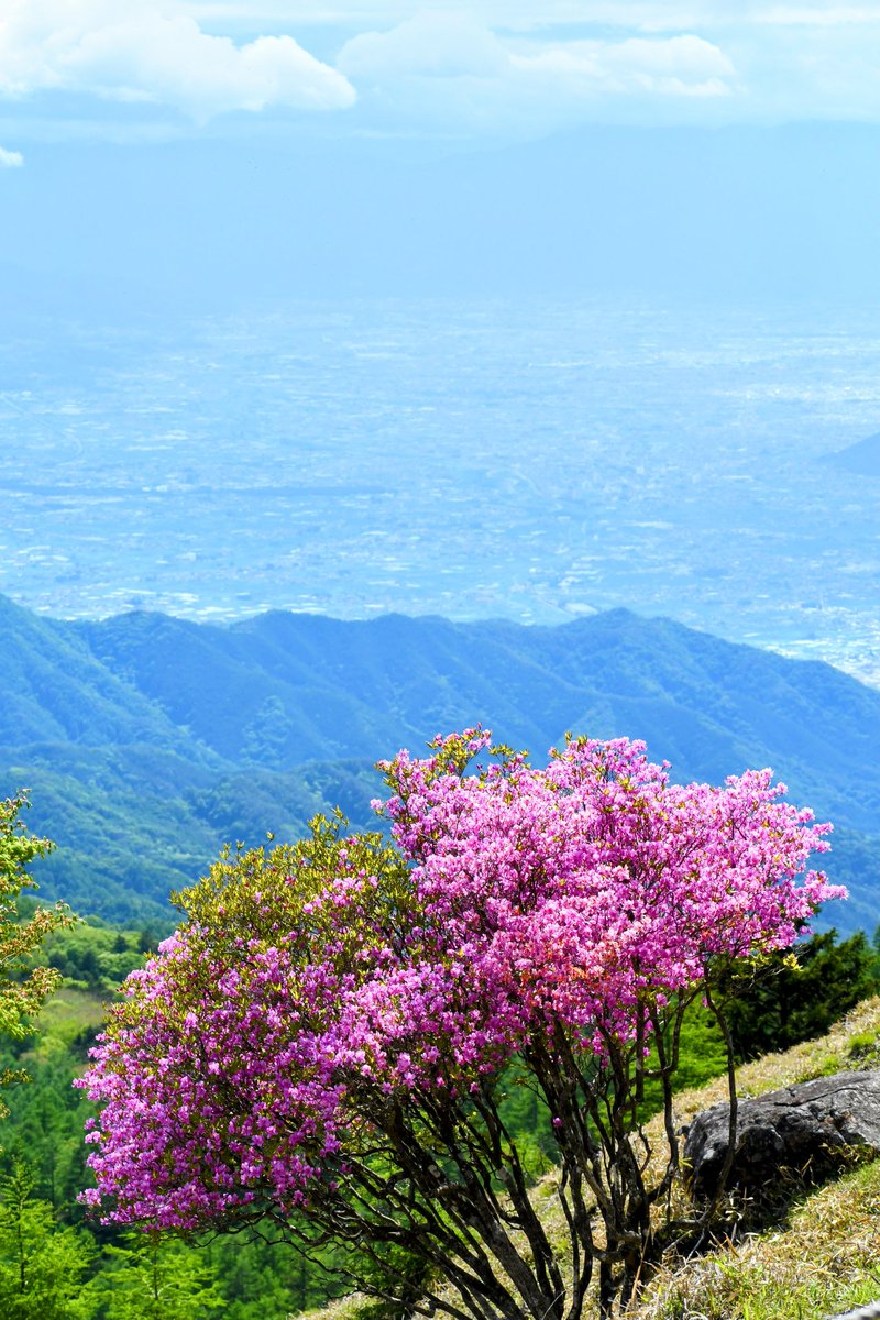 SchoolWinds's tweet photo. 甲府盆地とミツバツツジ🌸 https://t.co/QQJhHfzfP4