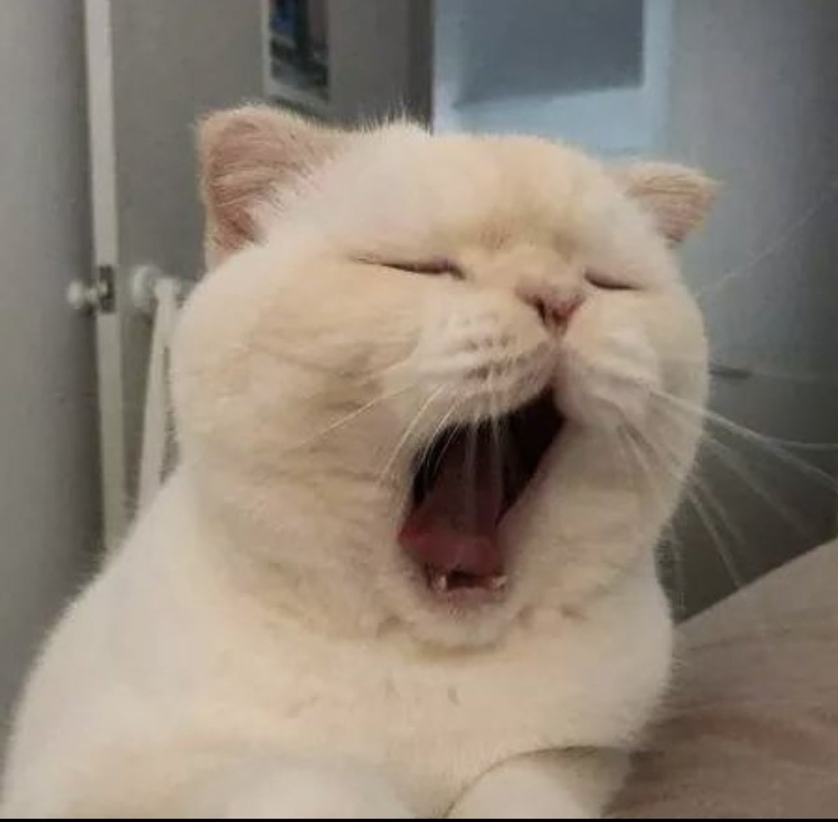 YellowsLight_'s tweet image. Cozy Sunday Stream 🥰

Twitch.tv/yellowslight