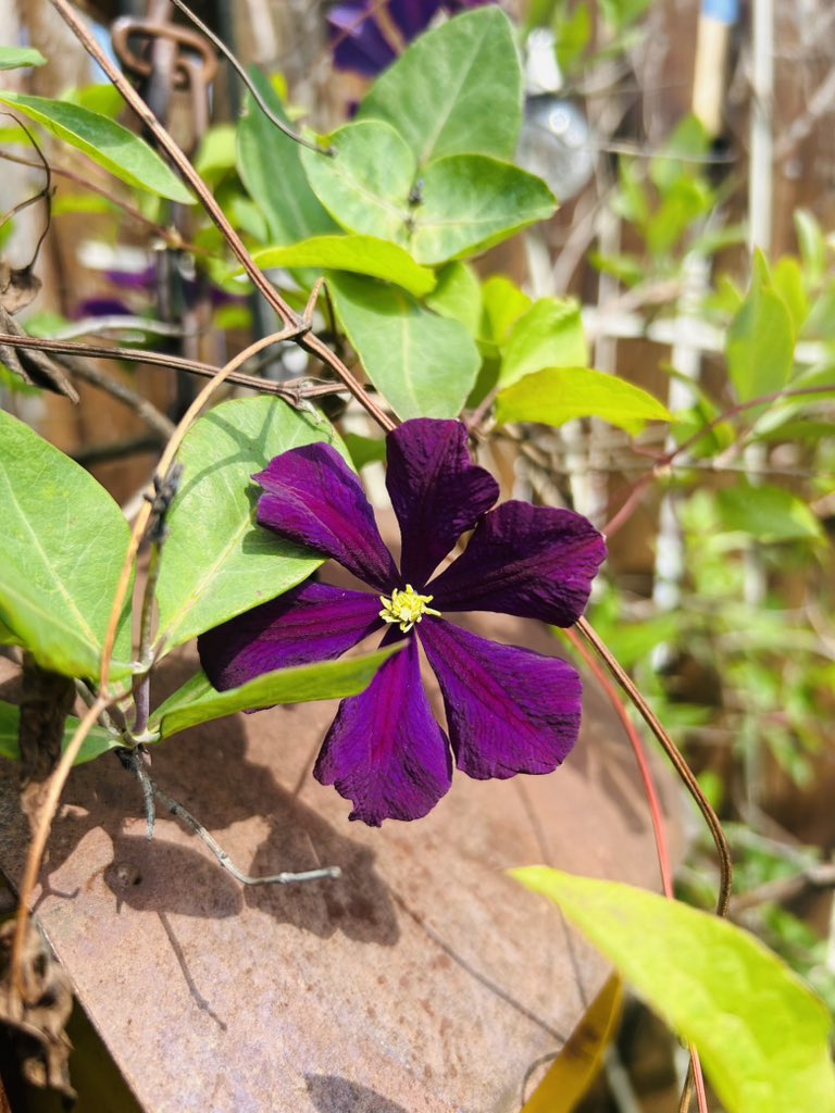 Alton Fitzgerald White tweet media