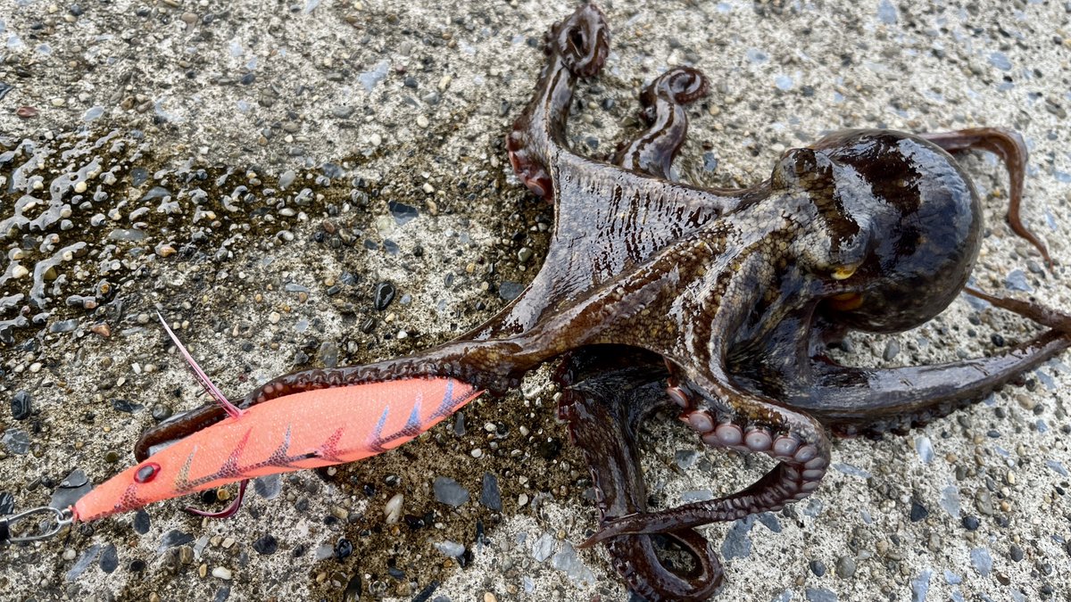 Sablemay's tweet image. 今年初のタコチャレンジ！
なんとか1杯釣れた。あのボトムからふっと浮き上がる瞬間のドキドキ感が良い！