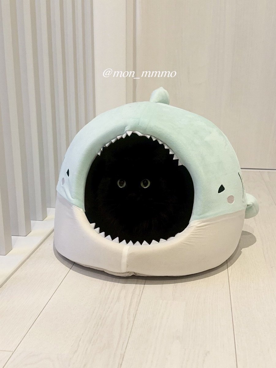 もんちゃんを可愛がってくれている夫の妹ちゃんが撮ってくれた一枚

お客さんをもてなすにはあまりにも深淵すぎる