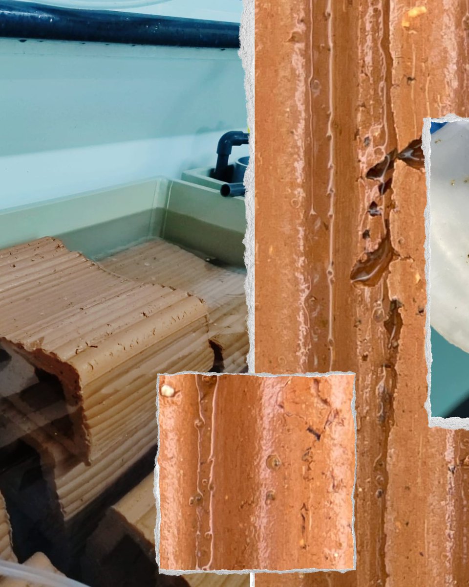 RemediOSproject's tweet image. 🌊🪸 Hoy, en el #DíaMundialDeLosArrecifes, os contamos algo emocionante:

👉 En el proyecto #RemediOS2, en colaboración con @OysterHeaven, estamos dando los primeros pasos para crear el primer arrecife de ostra plana del Mar Menor.

¡Te explicamos cómo! 👇🧵