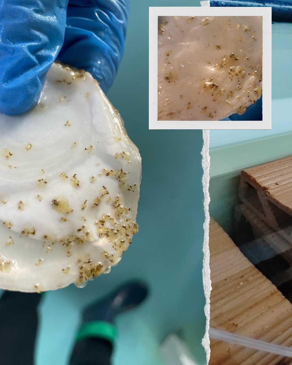 RemediOSproject's tweet image. 🌊🪸 Hoy, en el #DíaMundialDeLosArrecifes, os contamos algo emocionante:

👉 En el proyecto #RemediOS2, en colaboración con @OysterHeaven, estamos dando los primeros pasos para crear el primer arrecife de ostra plana del Mar Menor.

¡Te explicamos cómo! 👇🧵