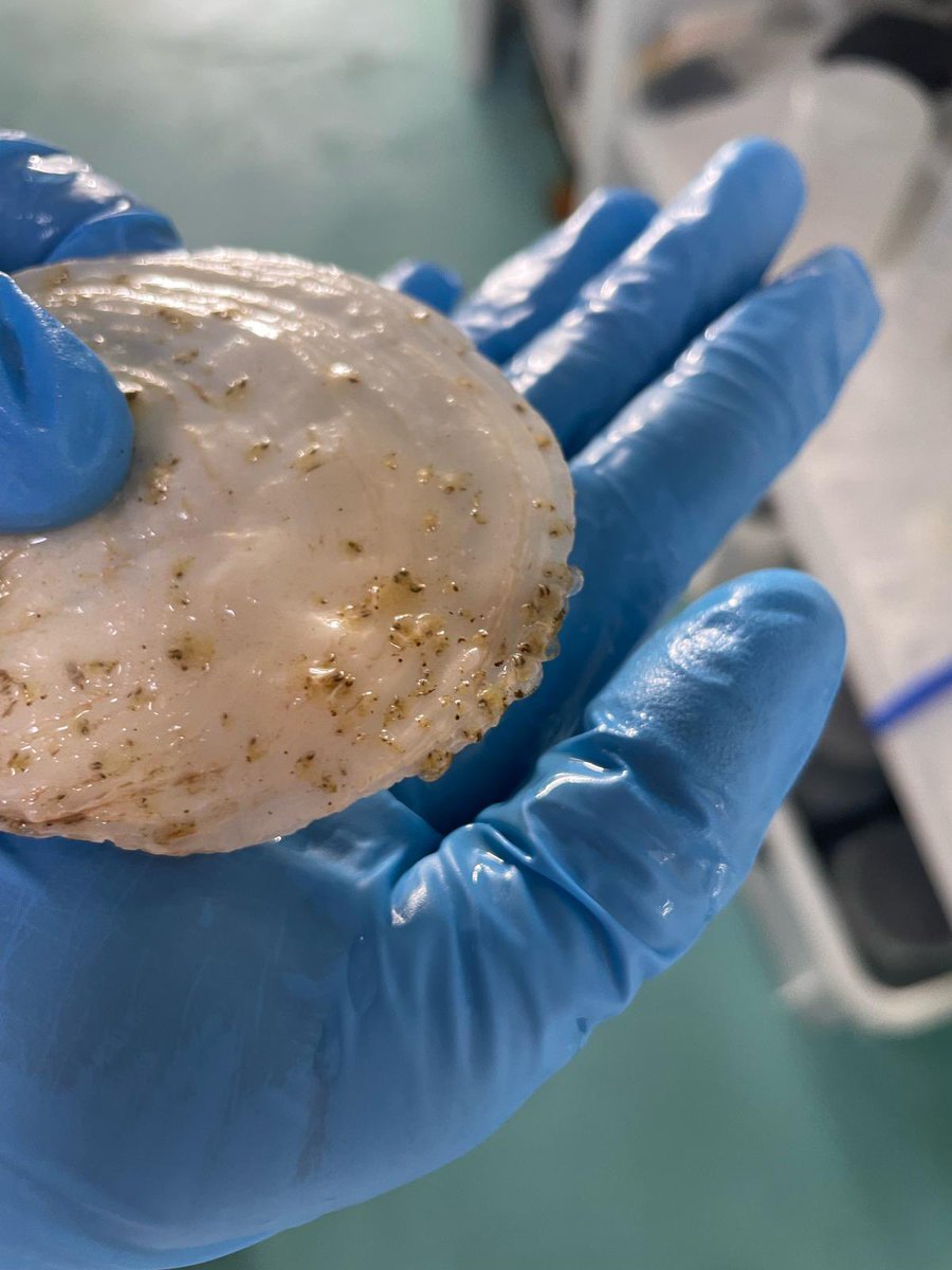 🔄 Una vez crecen un poco, trasladamos las ostras al Mar Menor, donde seguirán su desarrollo natural.
Con el tiempo, las nuevas ostras se fijarán sobre las conchas de generaciones anteriores, creando una estructura viva y autosostenible