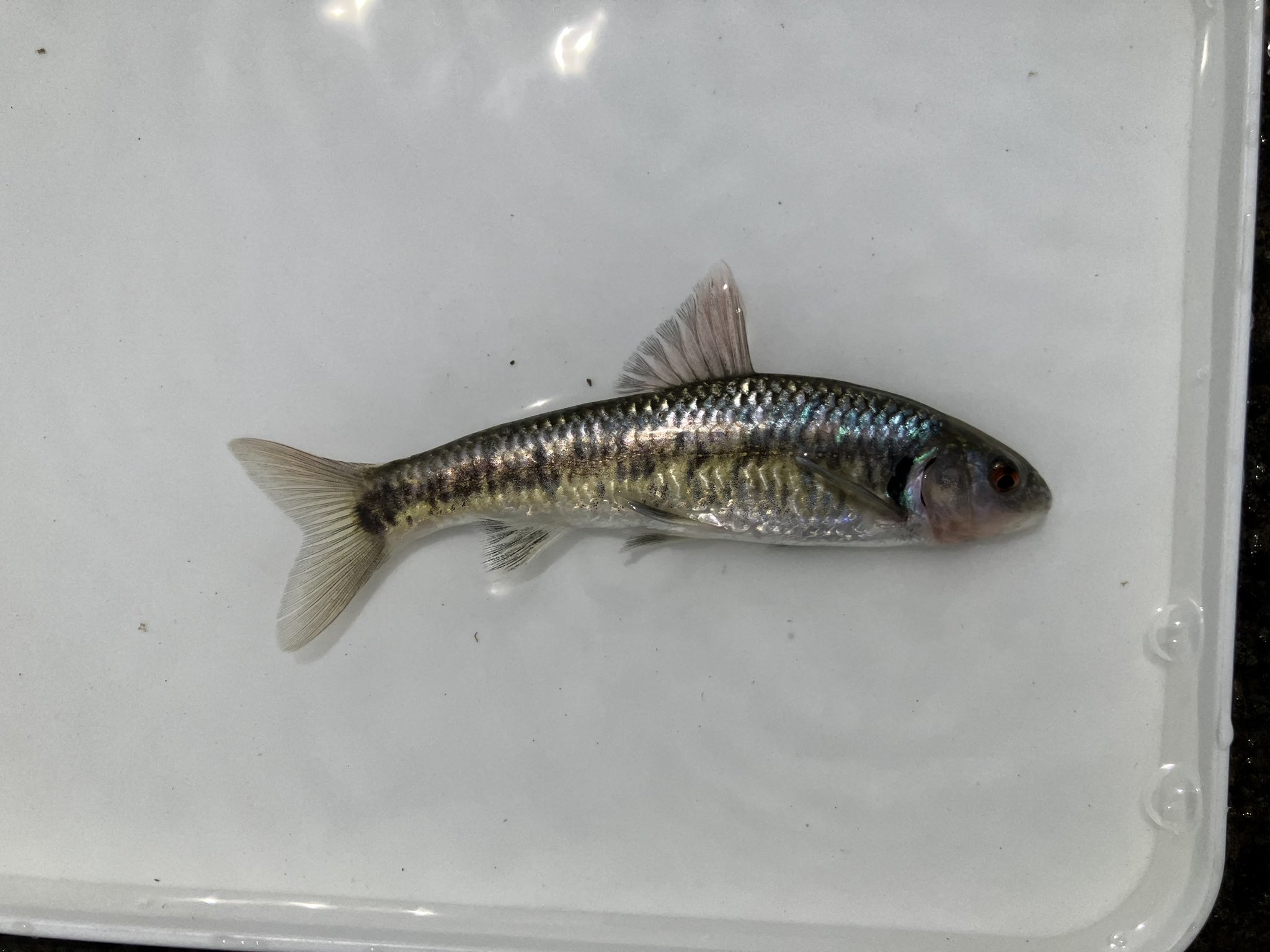 小魚です　 野尻湖丸ガイド8/7 3日ぶりのお客様いつもありがとうございます