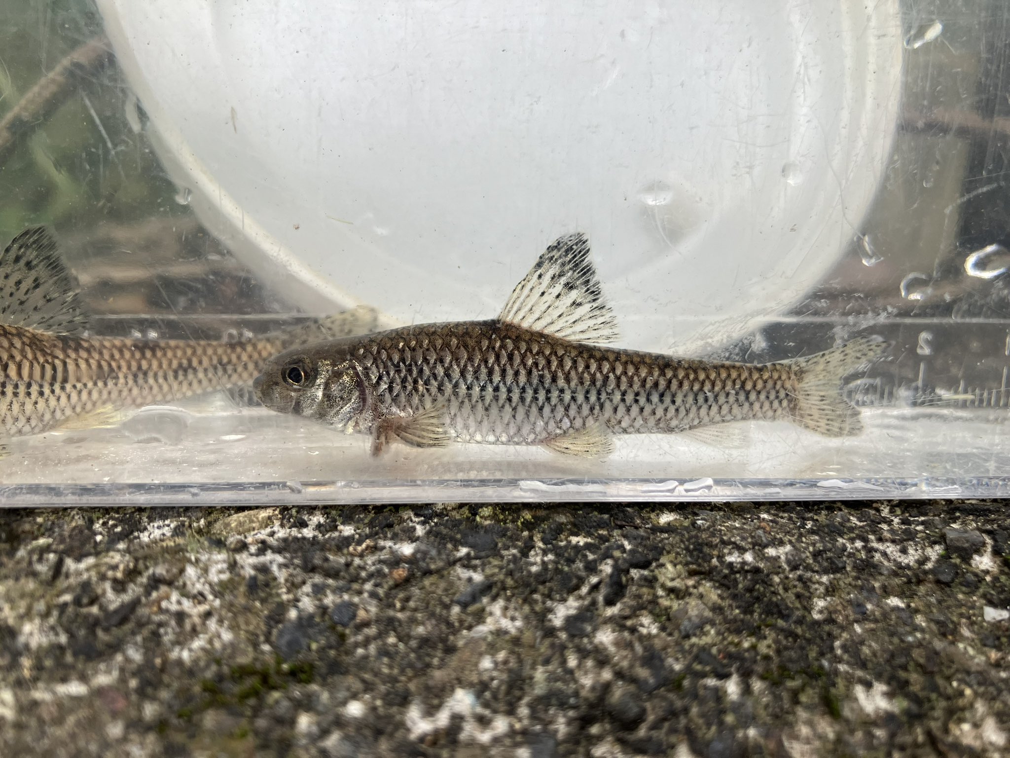 小魚です K'sガレージ 水中集魚灯 専用 ワニグチ クリップ 付属品 単品